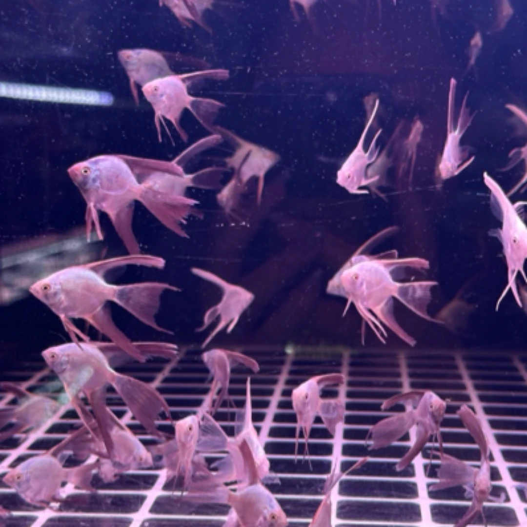 小型鱼家养鱼燕子鱼神仙鱼热带鱼常温鱼