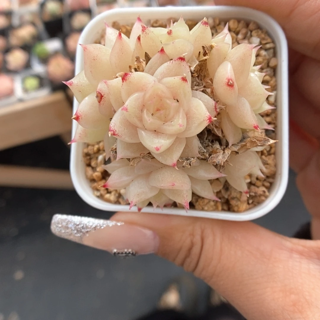 荔***豆捧花麦秆342号。