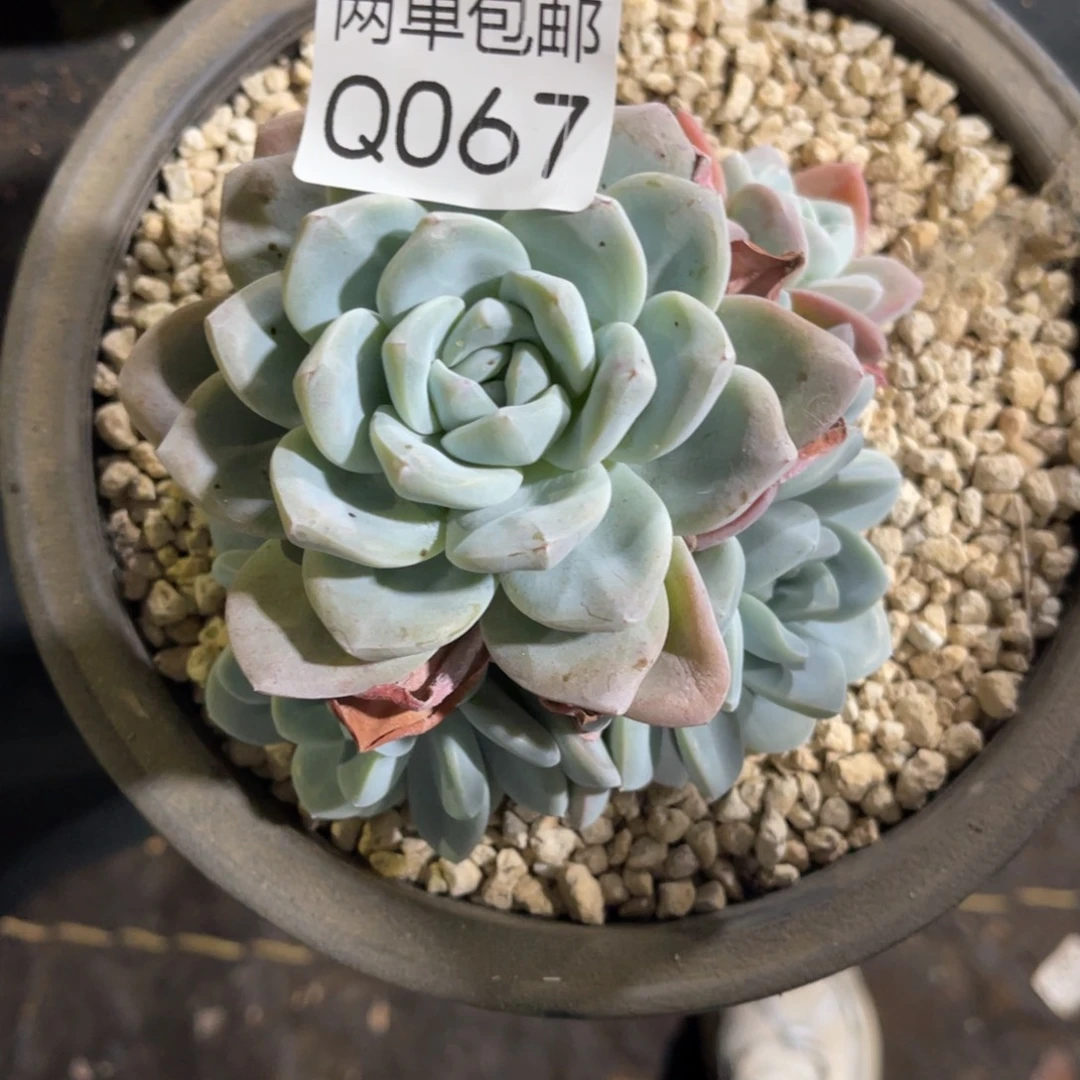 ****肉老阿姨花卉一物一拍067