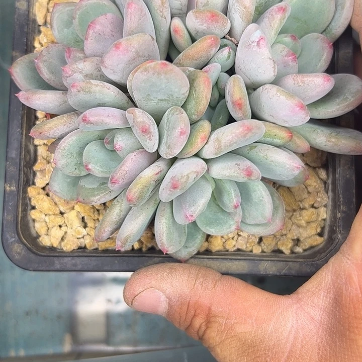好人卡111111111111