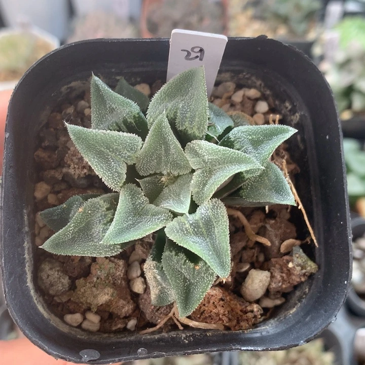 29号  一物一拍   多肉