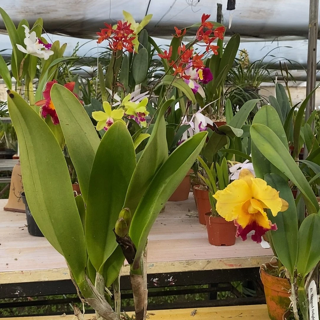 全部花苞A**e金鹰