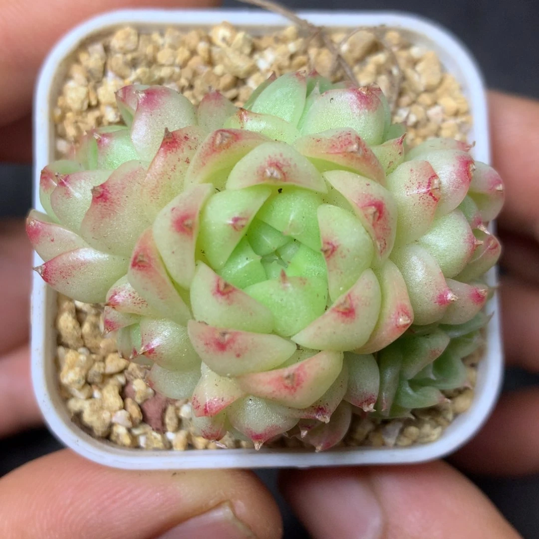11 精品多肉一物一拍