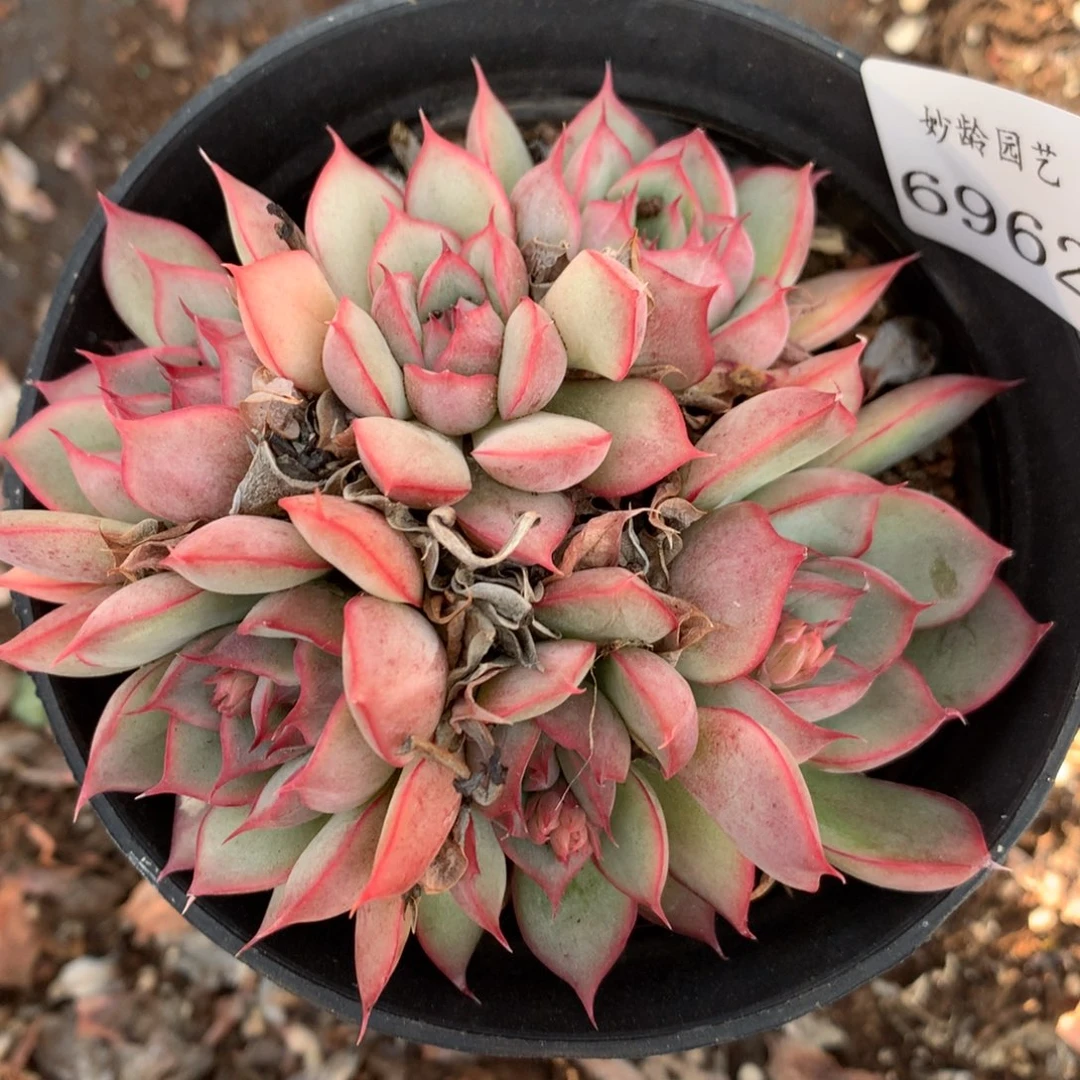 6962杂交多肉老桩