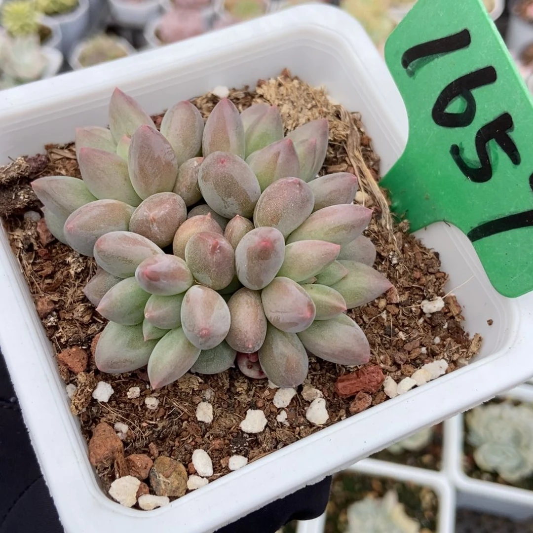 1657车厘子多肉植物保护