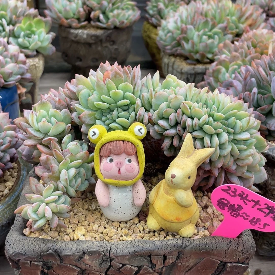 多肉全明星缀化（不含摆件）