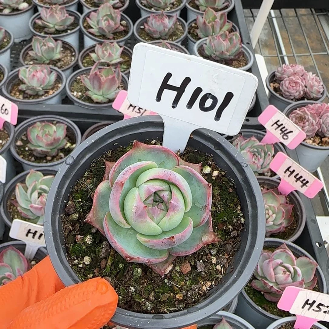 _*张H101惊鸿单头多肉