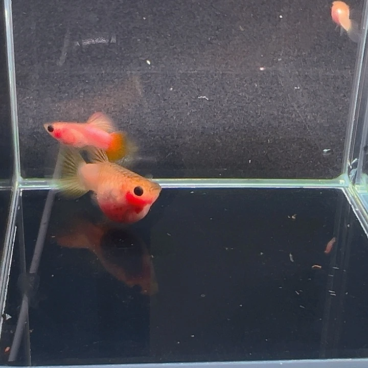 孔雀鱼精品粉猫幻彩1对