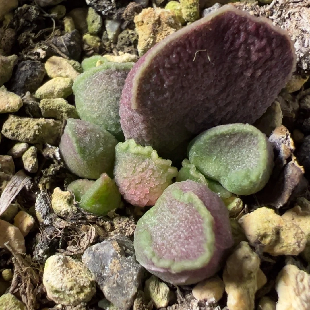 枣泥色新品多肉植物水泡