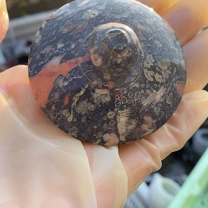 梅花玉福利多多不退换