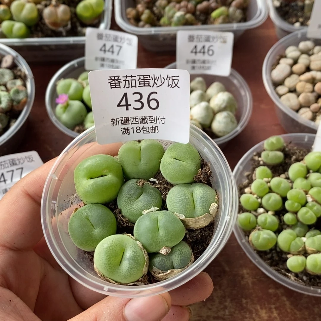 感谢您的支持，00436
