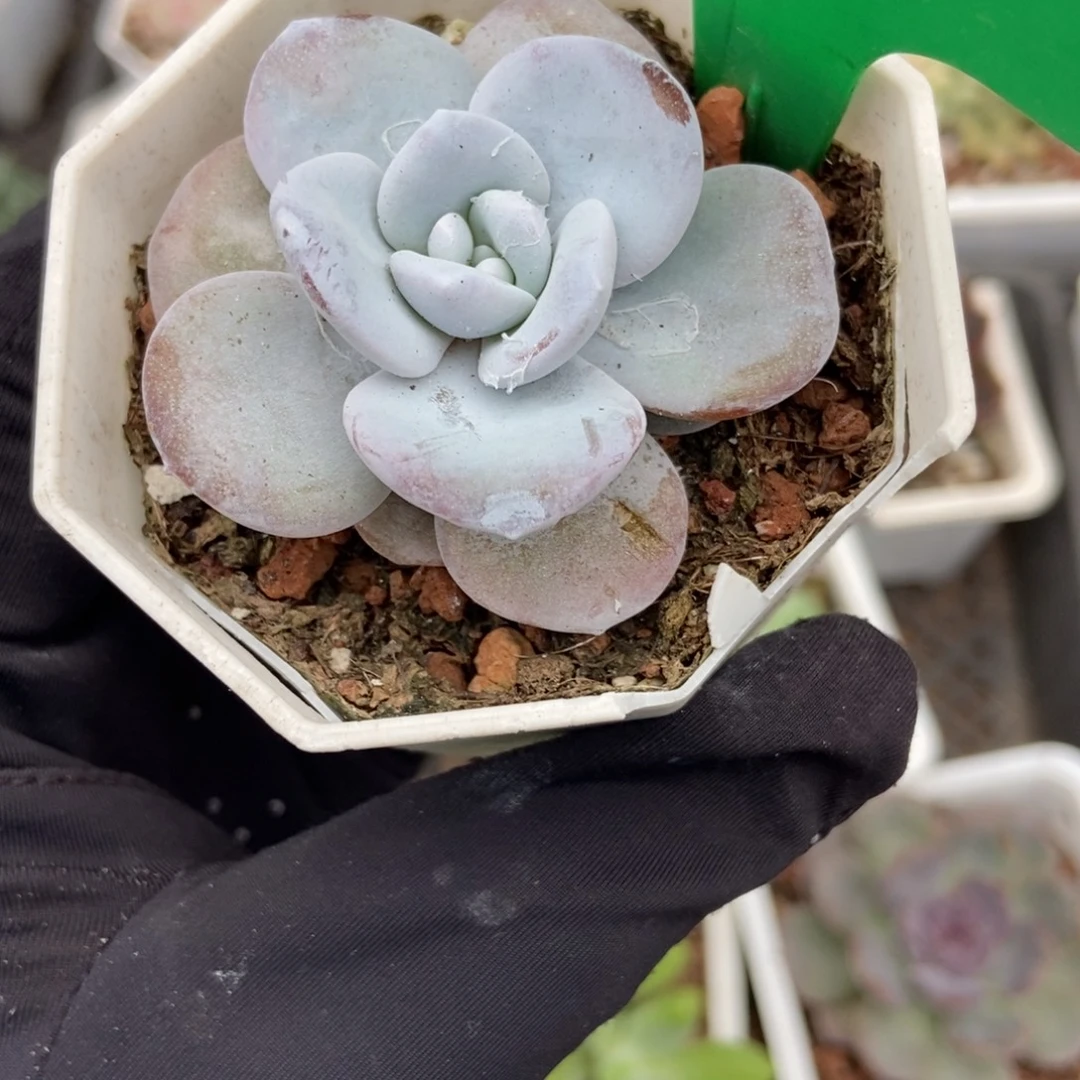 746雪莲多肉植物多肉