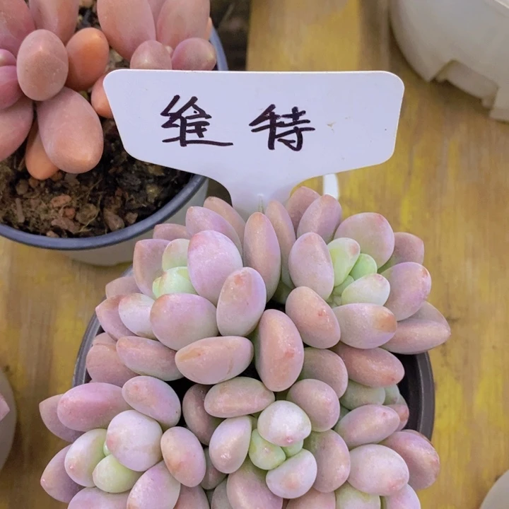 多肉植物，一物一拍