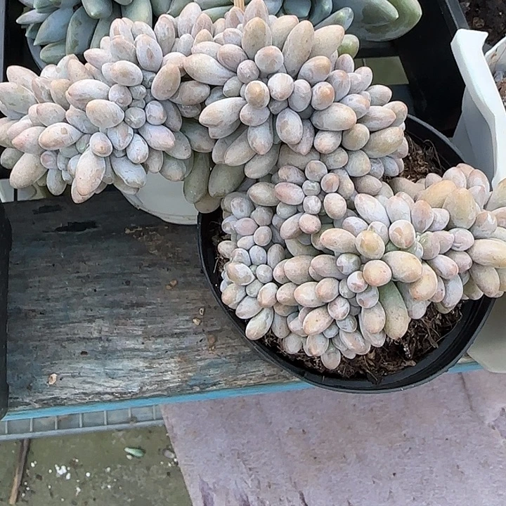 芳***芳青蛙王子儿童牙膏11