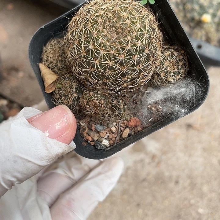 辉煌丽花仙人球开花植物