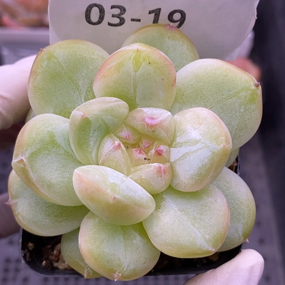 【闪购商品】03-19