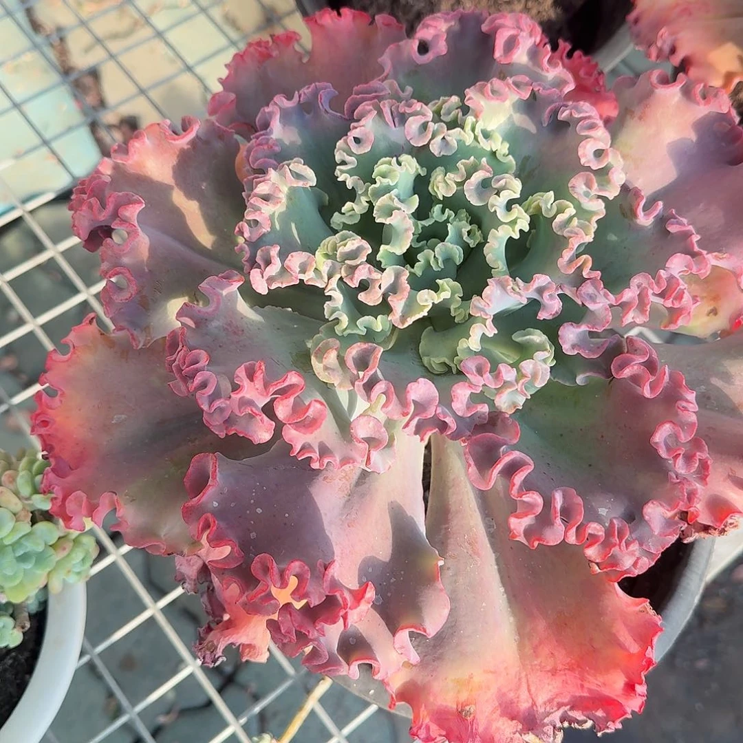 女王华丽超大号群生