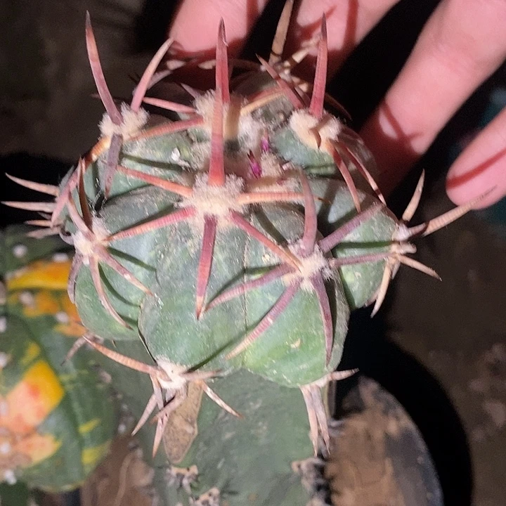 袖蒲接割刺狂刺花王