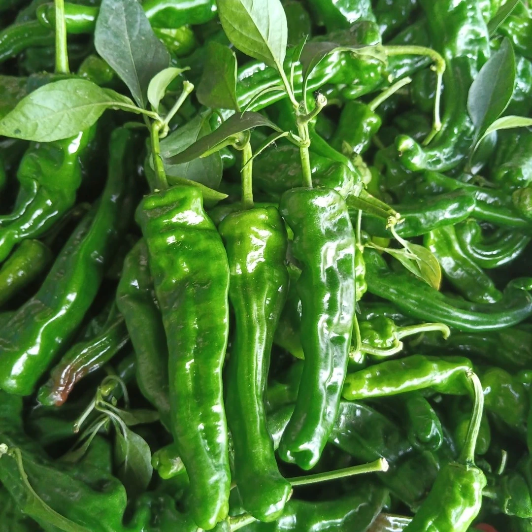 新鲜特辣爆辣小皱皮辣椒农家自种现摘薄皮青椒蔬菜螺丝椒