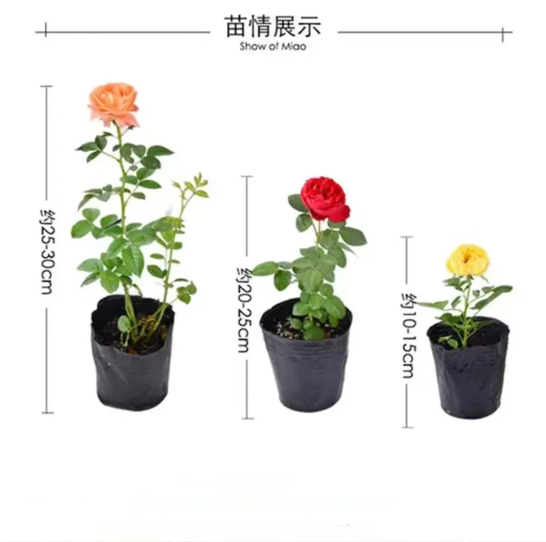 【买5包邮】爬藤月季小杯苗阳台庭院浓香四季开花