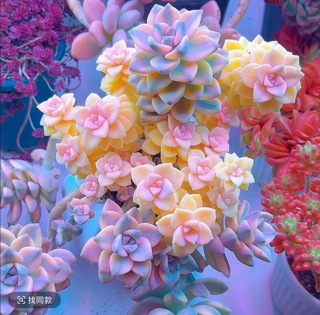 【老桩美杏锦  】脱土发 多肉植物 新手好养 云南多肉基地发