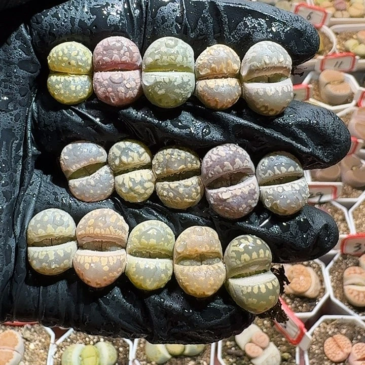 生石花233:：：。  35