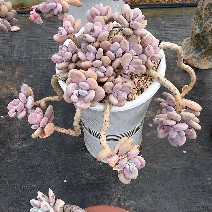 多肉植物，大叶奶