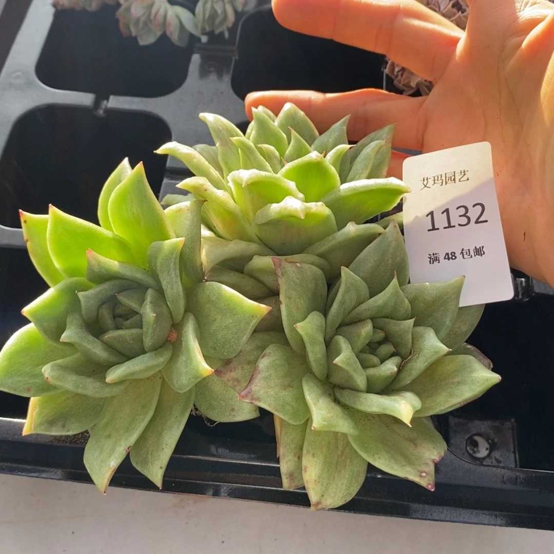 蔷薇群生无砍多肉多肉1132