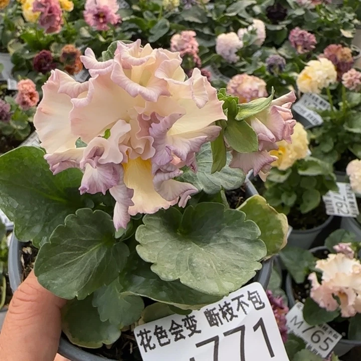 无花朵M771小苗默认苗晃零下5勿拍