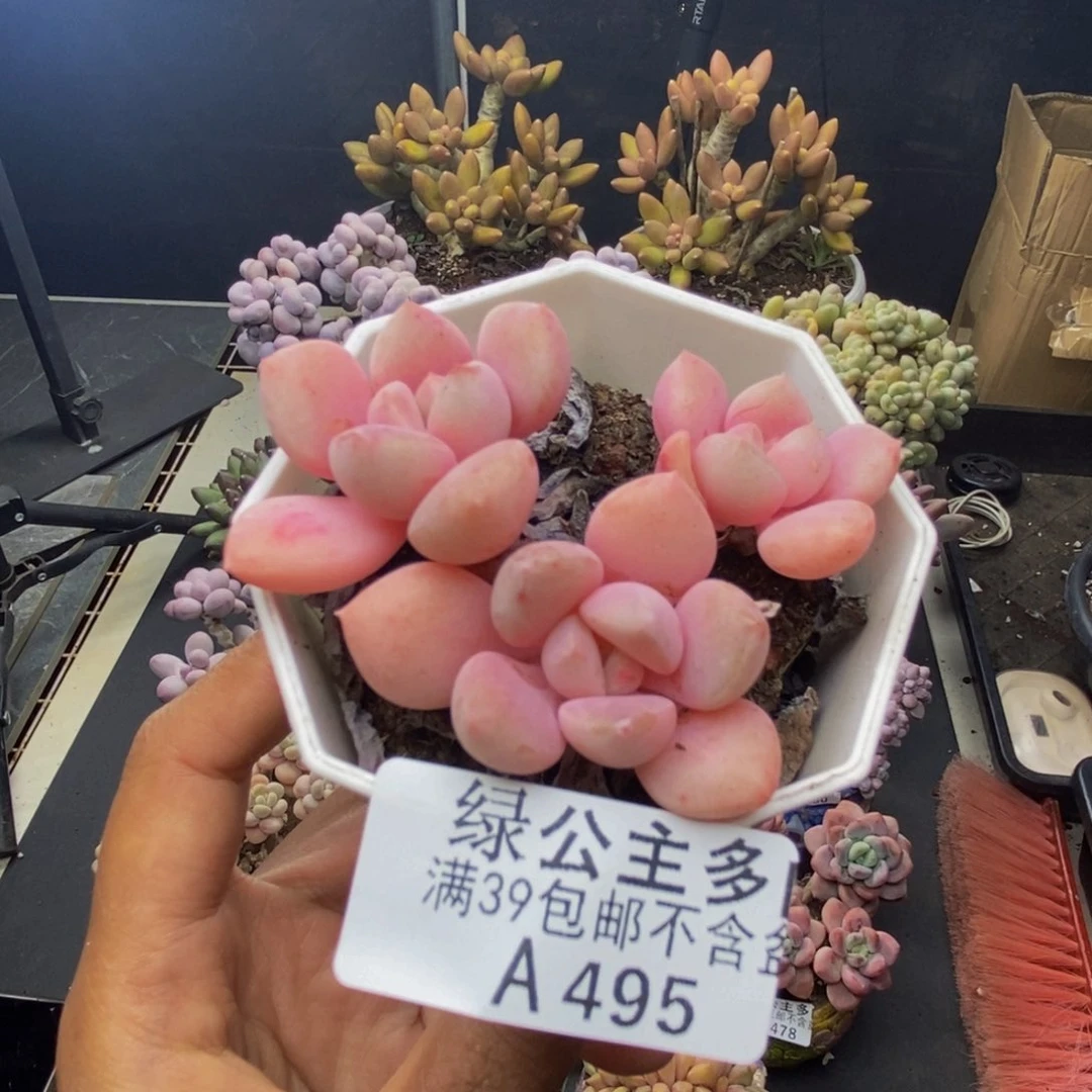 495粉桃花多肉5c m