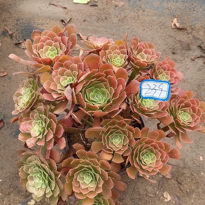 多肉植物红铜239号