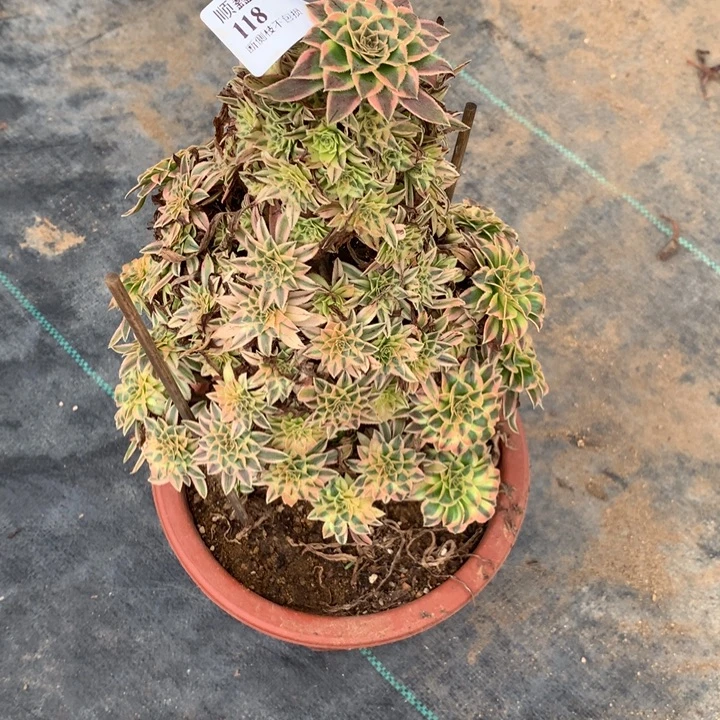 118夕颜色多肉植物特价