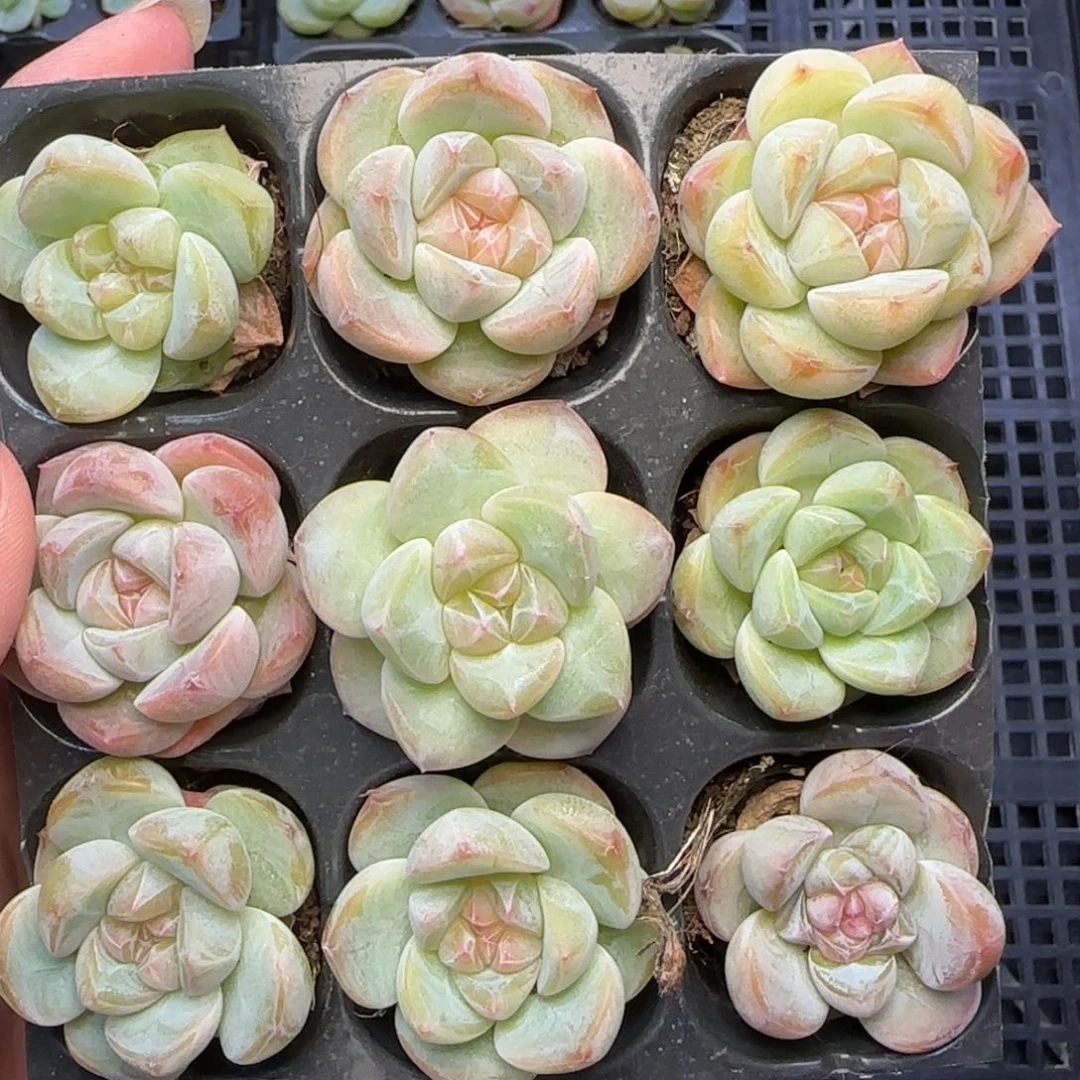 【满39包邮非偏远】788九棵