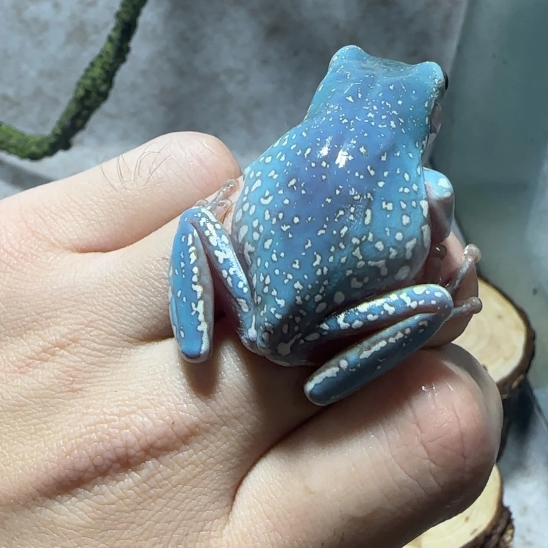 老爷树蛙7 绝绝子特蓝暴雪
