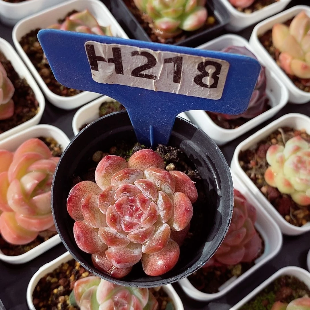 小精品3-4cm多肉植物