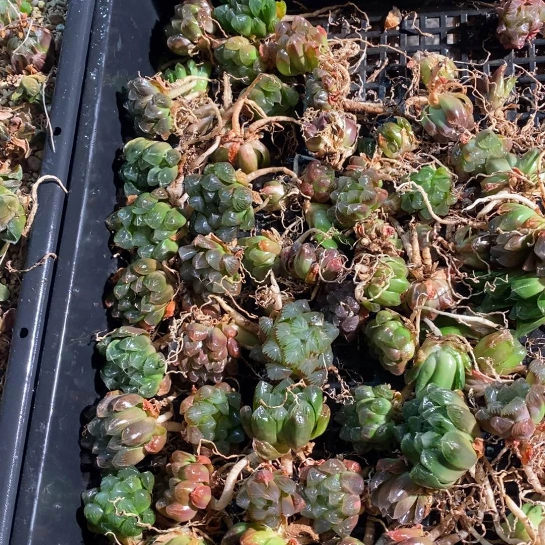 2586 一颗实生玉露 开盲盒活动 炸弹福利