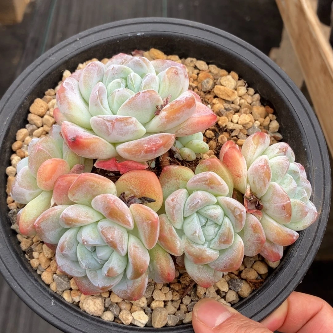 冰玉老桩 一物一拍不支持退换