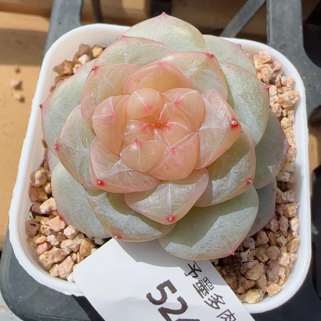 孤品珍妮，5248多肉植物