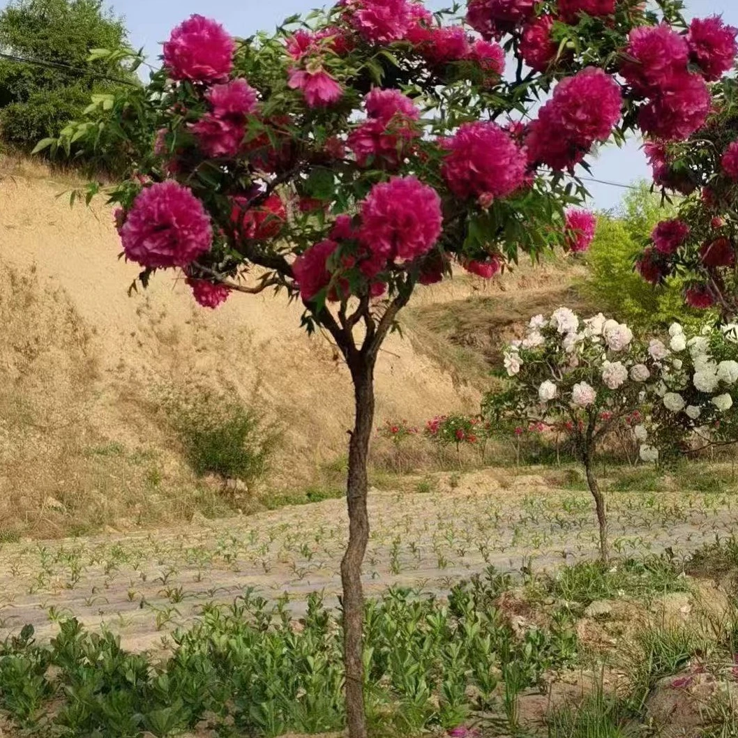 正宗观赏独杆牡丹花树直杆牡丹树形牡丹大花重瓣牡丹庭院种植鲜花