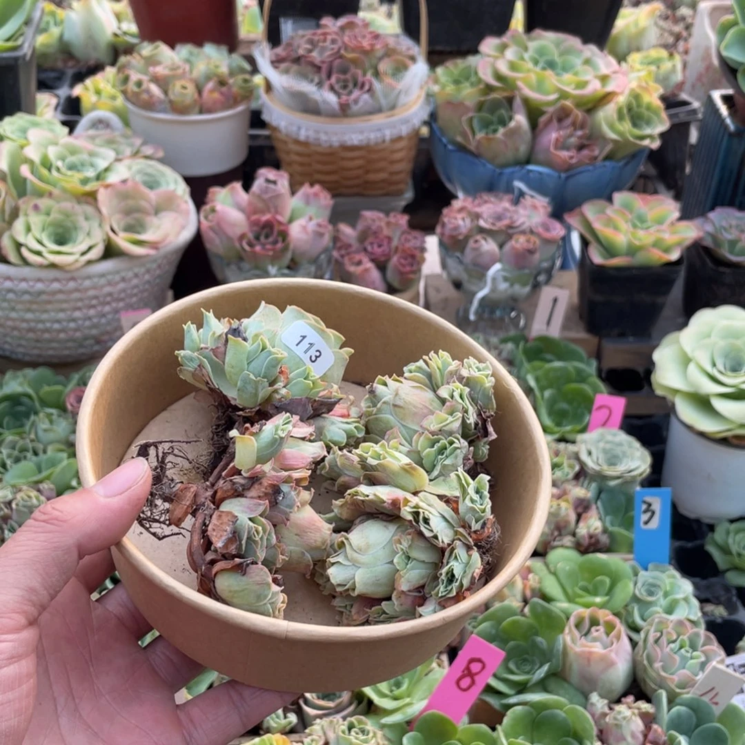 雪***步山地玫瑰多肉植物花卉113