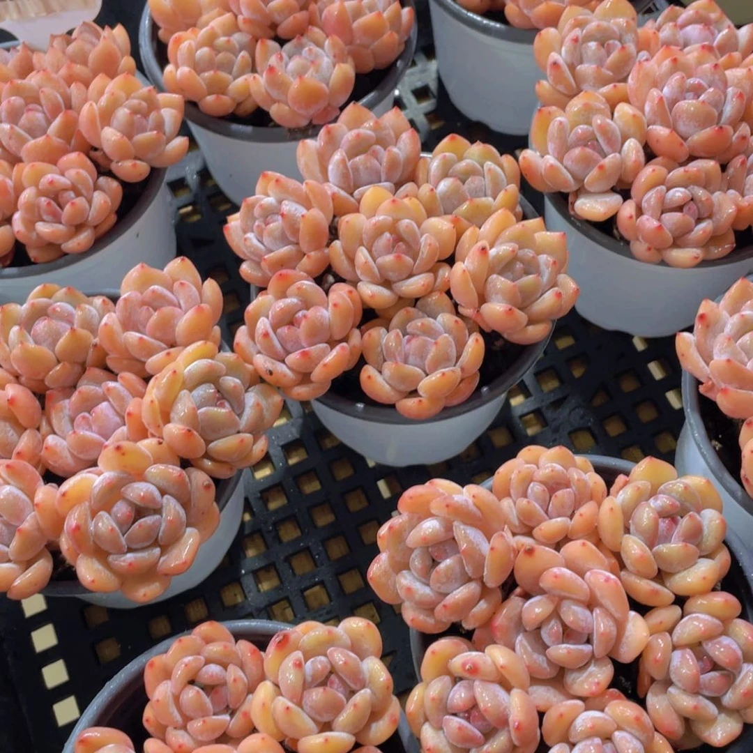 量拍52号 全状态仙女橙单头七个