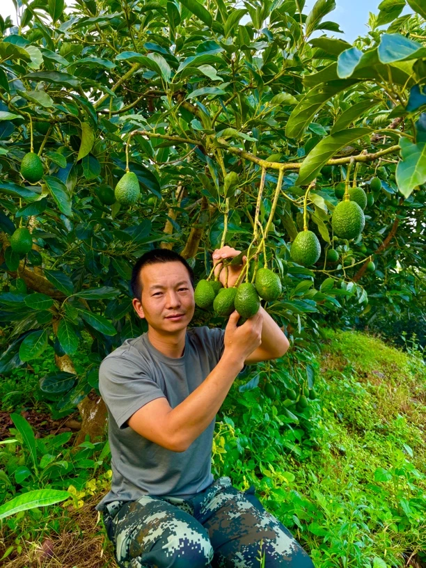 国产孟连哈斯花皮牛油果超级实惠宝妈辅食宝宝果【国产之光】