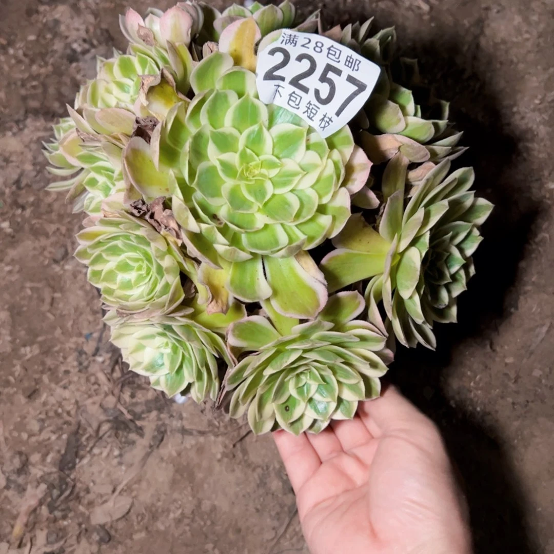 海王多肉植物法师2257