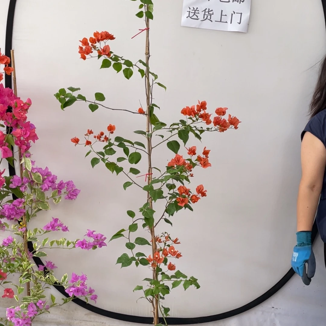 完全开放三角梅7742。