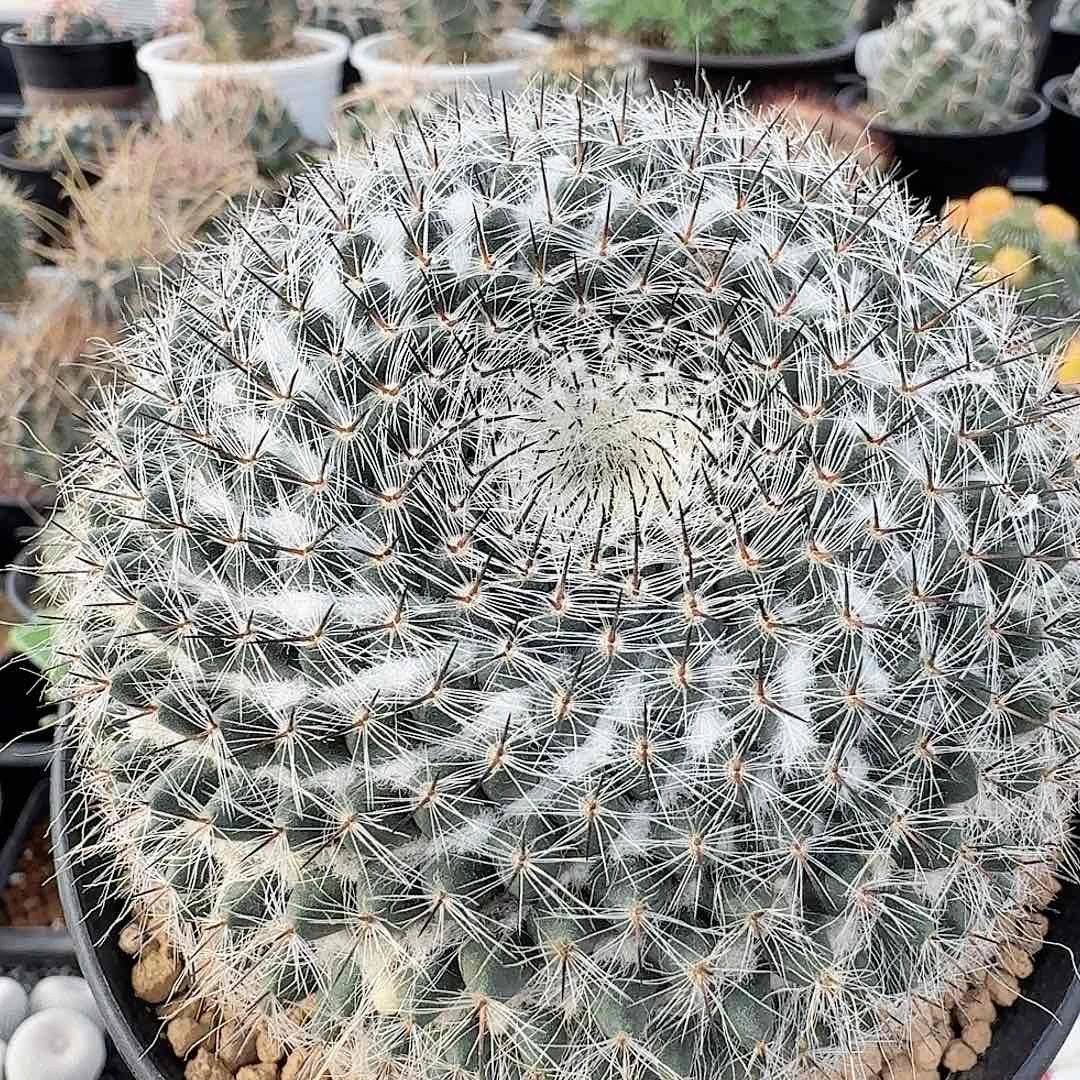 银河乳突脱土发货