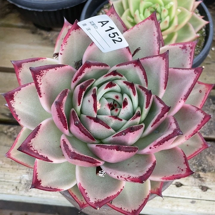 若如东云单拍A152