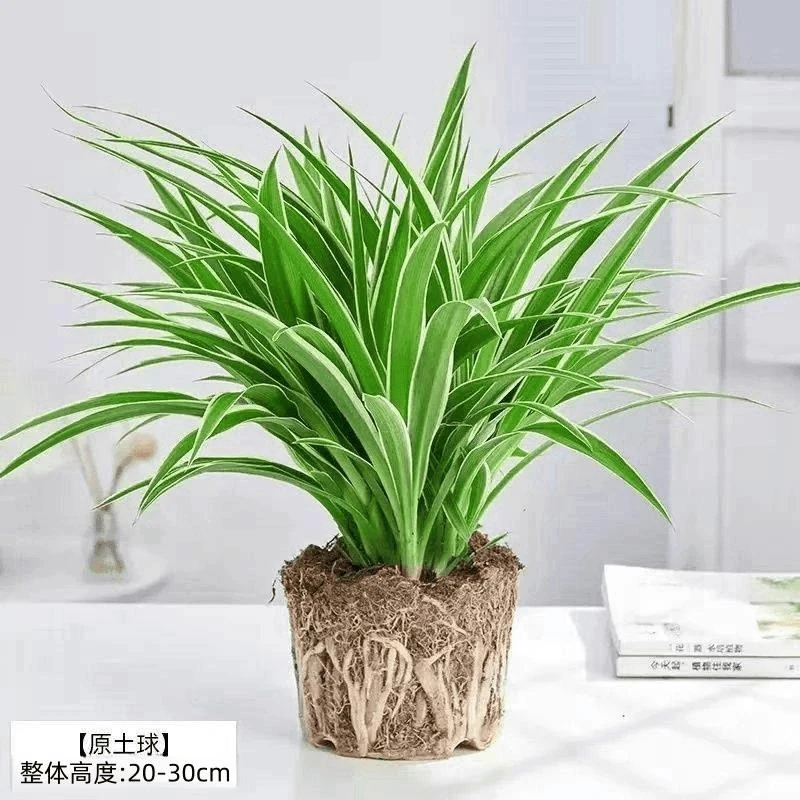 金边吊兰青叶吊兰盆栽阳台办公室内花卉绿植好养垂吊植物吸除甲醛