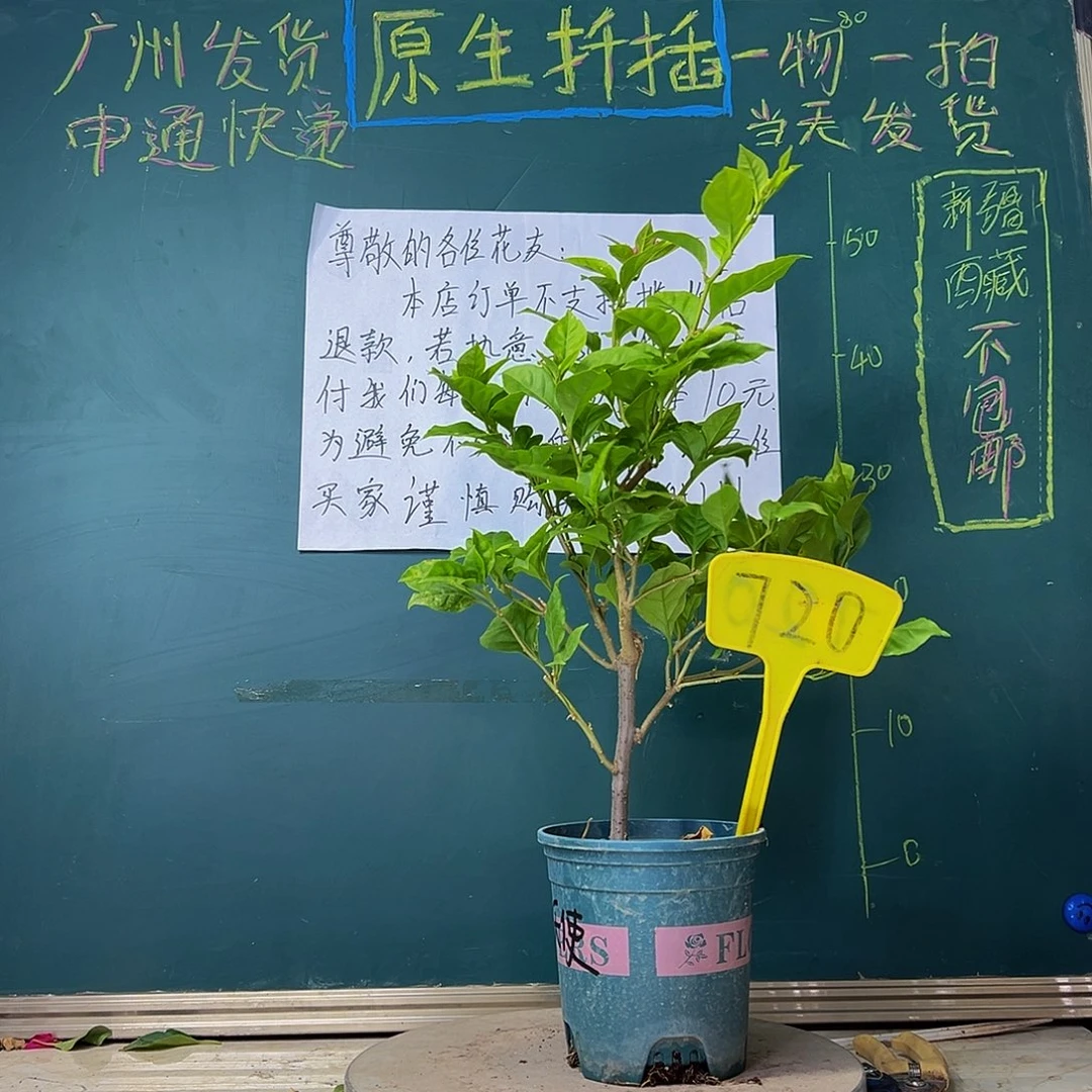 当前无花栽培后可以开花六翼天使720