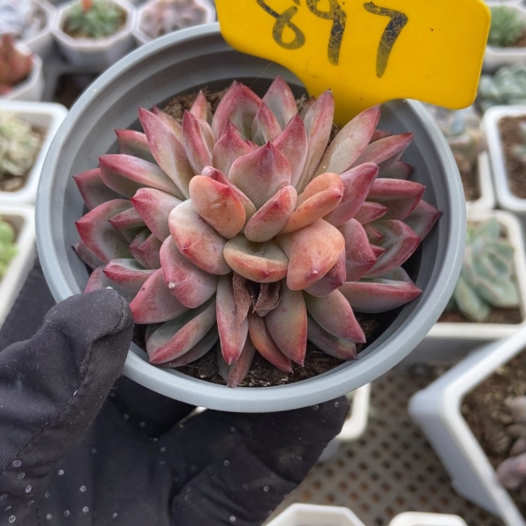 897夜魔侠多肉植物保护