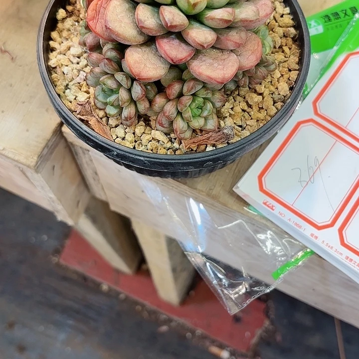 主***角葡萄精品一物一拍369号